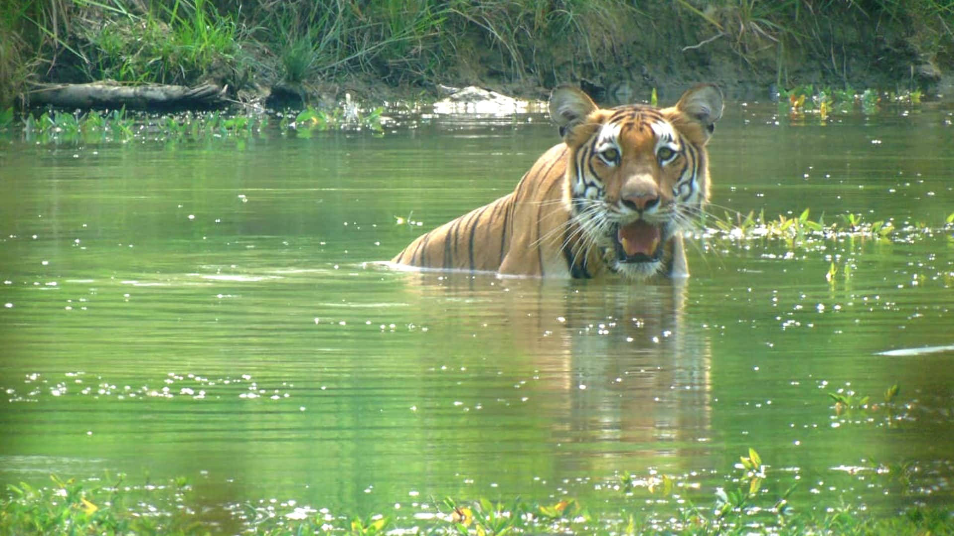 Image for Chitwan National Park Safari – 3 Days Luxury Wildlife Adventure in Nepal