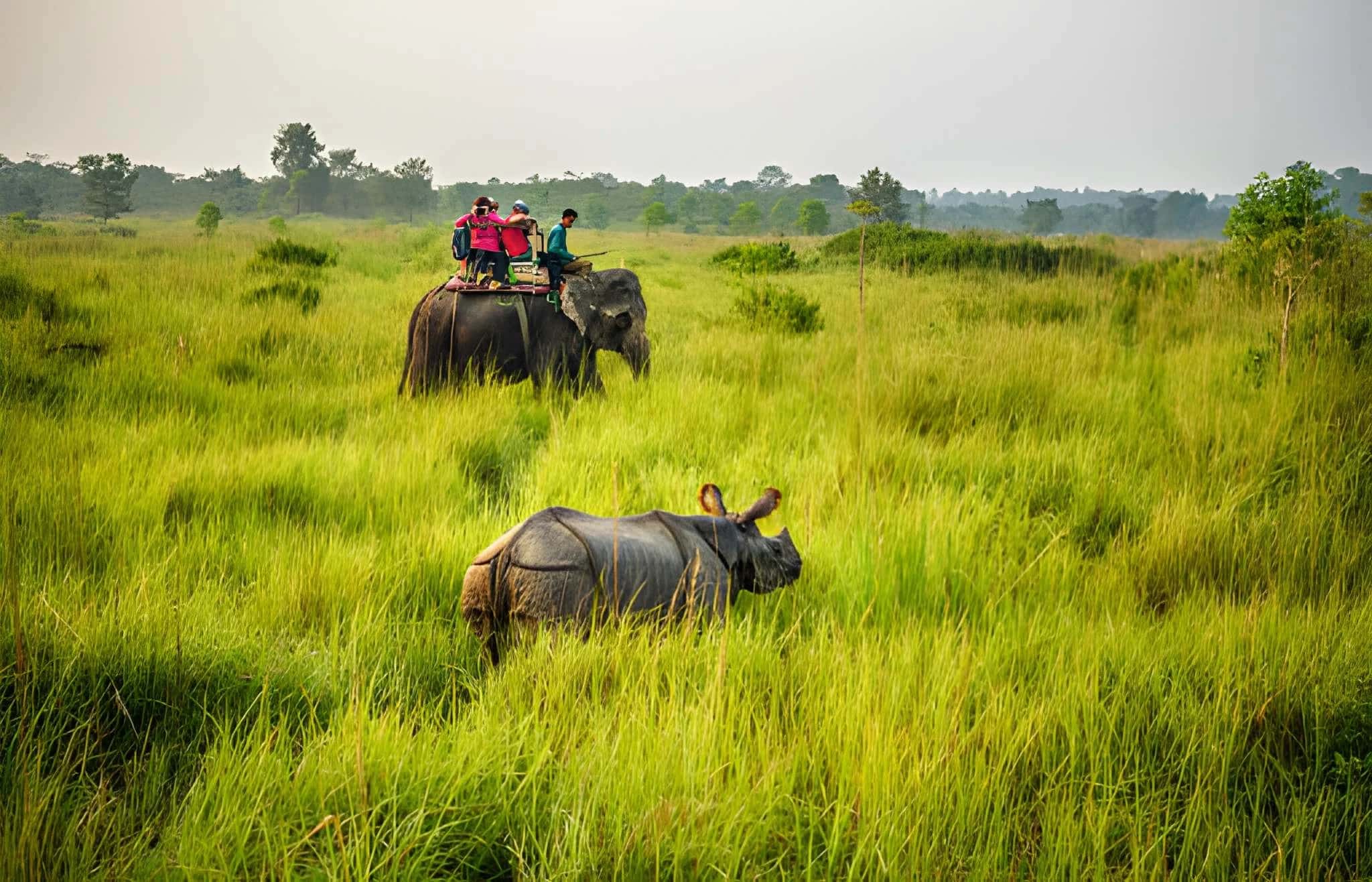 Image for Chitwan National Park Safari: 3-Day Wildlife & Cultural Adventure in Nepal (Day by Day)